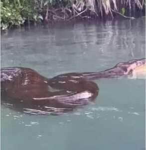 turista flagra sucuri relaxando após banquete em rio de Mato Grosso do Sul