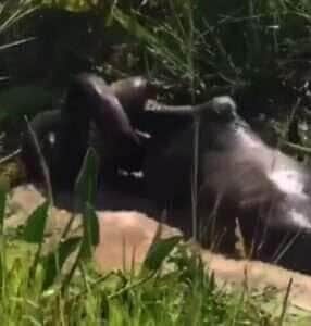 O encontro entre homem e natureza em um resgate impressionante que mostra o poder e os limites da maior serpente do Brasil