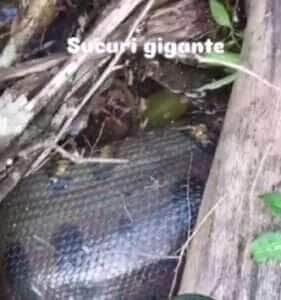 Com barriga cheia e descanso merecido, sucuri gigante é registrada em rara cena no alagado e vídeo viraliza nas redes sociais