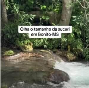 Sucuri verde é flagrada relaxando em cachoeira no Mato Grosso do Sul