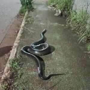 Cobra sucuri surpreende moradores em Parauapebas