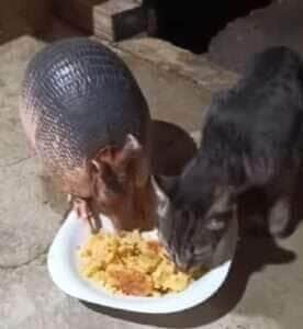 Vídeo fofo mostra que até espécies diferentes podem viver em harmonia e nos ensina muito sobre convivência no reino animal.