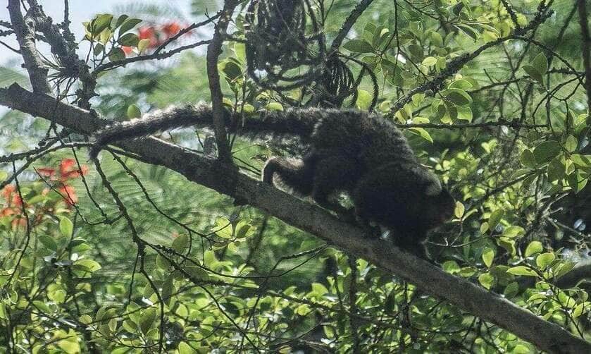 De acordo com a secretaria de Saúde mineira, 65 municípios já confirmaram mortes de macacos por febre amarela (Arquivo/Fábio Massalli)