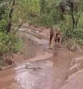 Quando o tigre decide recuar diante do perigo; sabedoria felina