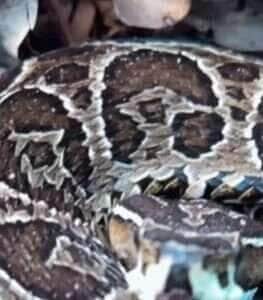 Urutu-cruzeiro à vista! biólogo mostra cobra camuflada e alerta aventurosos da natureza