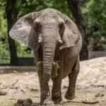 Elefanta africana Pupy completa jornada de 2,6 mil km e encontra novo lar em santuário de Mato Grosso