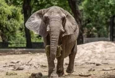 Elefanta africana Pupy completa jornada de 2,6 mil km e encontra novo lar em santuário de Mato Grosso