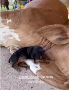 Bezerro vira “cama” fofinha para cãozinho em cena encantadora no interior 