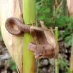 Cena inusitada serve de alerta para quem trabalha no campo: ao adentrar plantações de milho, todo cuidado é pouco para evitar encontros indesejados com serpentes.