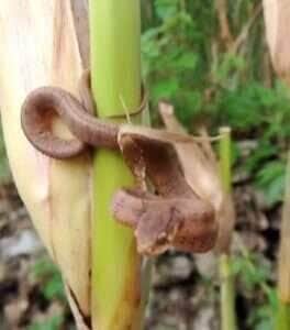 Cena inusitada serve de alerta para quem trabalha no campo: ao adentrar plantações de milho, todo cuidado é pouco para evitar encontros indesejados com serpentes.