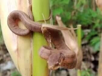 Cena inusitada serve de alerta para quem trabalha no campo: ao adentrar plantações de milho, todo cuidado é pouco para evitar encontros indesejados com serpentes.