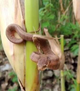 Cena inusitada serve de alerta para quem trabalha no campo: ao adentrar plantações de milho, todo cuidado é pouco para evitar encontros indesejados com serpentes.