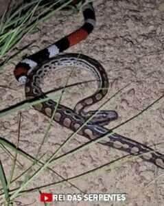 Rei das Serpentes flagra cobra coral devorando outra cobra em vídeo impressionante 
