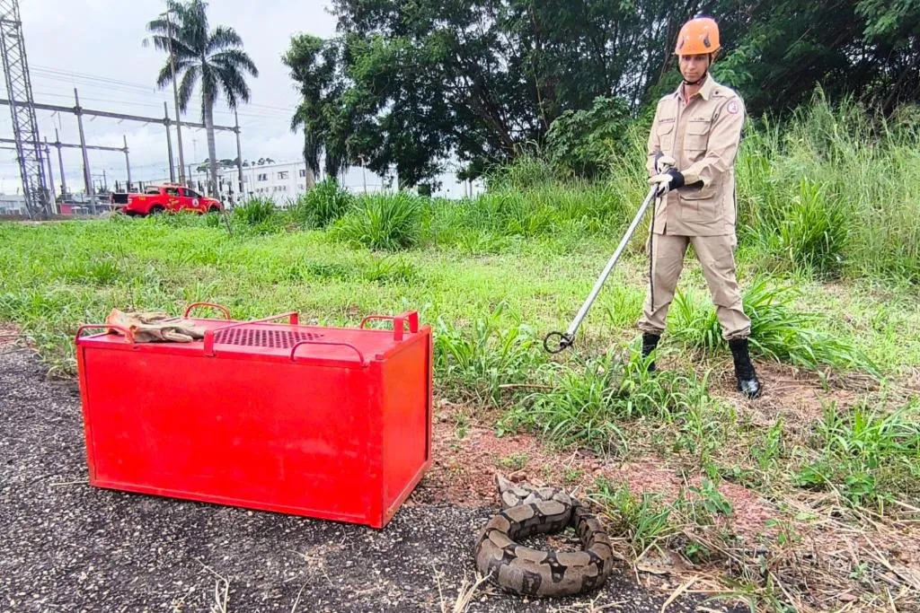 Corpo de Bombeiros de Mato Grosso resgata duas jiboias em áreas urbanas