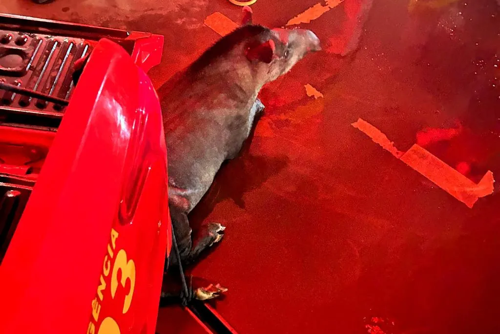 Corpo de Bombeiros realizou 933 resgates em Mato Grosso