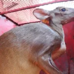 Veado-campeiro ferido é resgatado em Mato Grosso