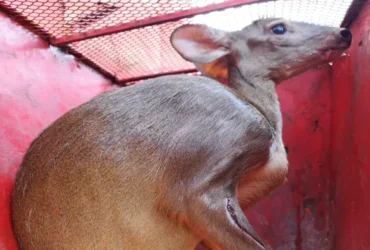 Veado-campeiro ferido é resgatado em Mato Grosso