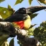 Curso gratuito de birdwatching capacita novos observadores e movimenta o ecoturismo em Sinop