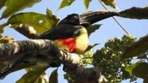 Curso gratuito de birdwatching capacita novos observadores e movimenta o ecoturismo em Sinop