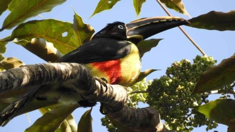 Curso gratuito de birdwatching capacita novos observadores e movimenta o ecoturismo em Sinop