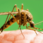 Dengue e chikungunya já causaram mais de 50 mortes em 2025 Mato Grosso