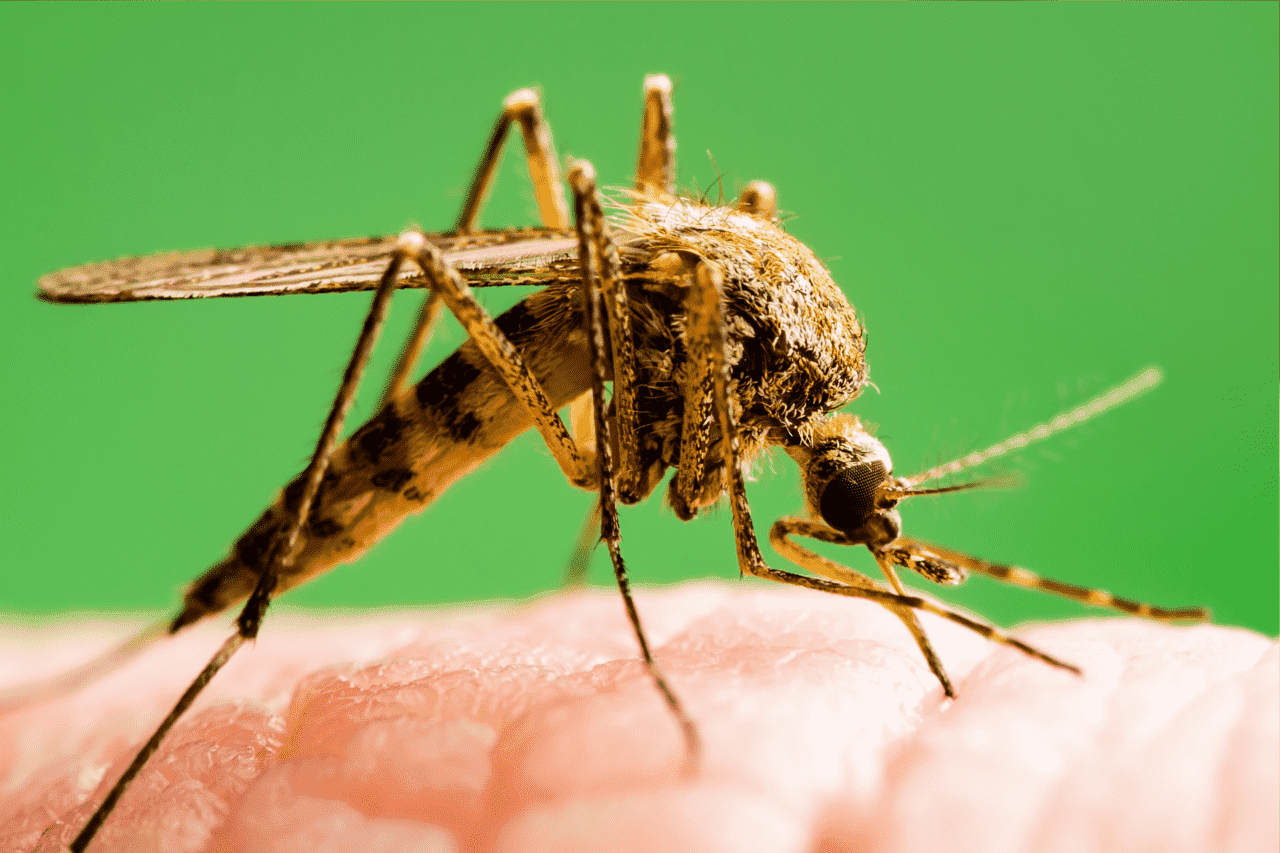 Dengue e chikungunya já causaram mais de 50 mortes em 2025 Mato Grosso