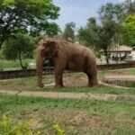 Elefante Sandro será transferido para Santuário em Mato Grosso após decisão Judicial Histórica