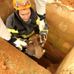 Bombeiros resgatam filhotes de cachorro em Campo Novo do Parecis