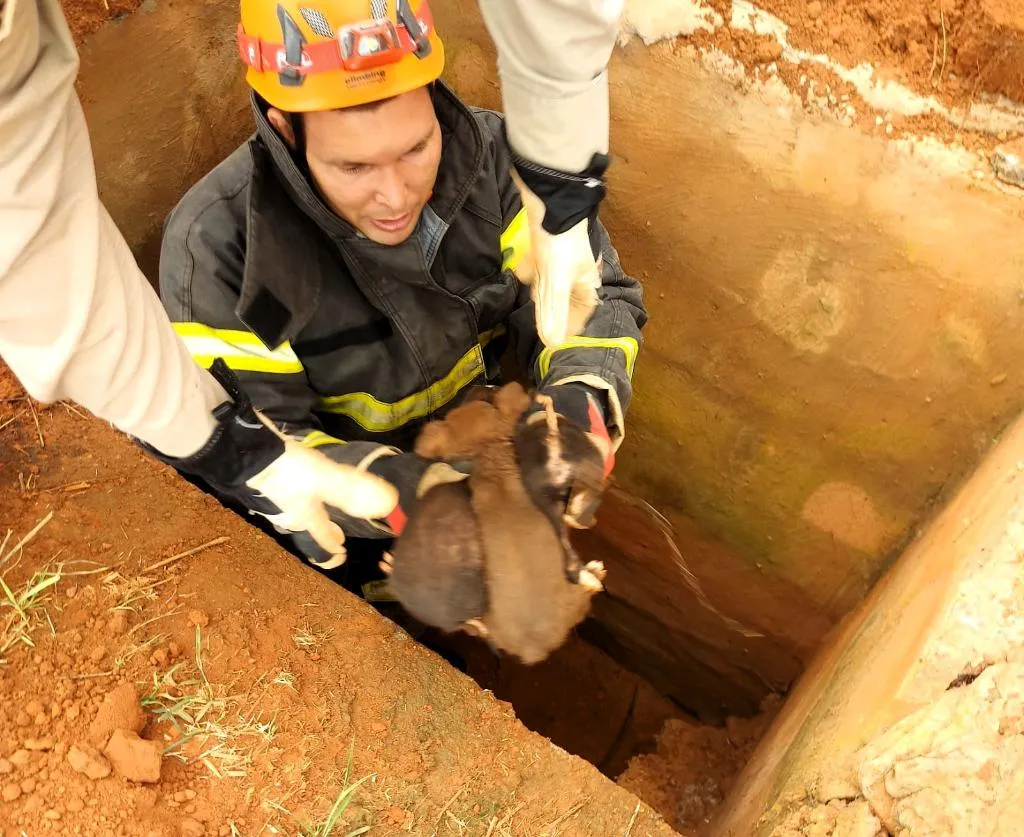 Bombeiros resgatam filhotes de cachorro em Campo Novo do Parecis