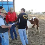 Veterinários devem fazer curso obrigatório em Mato Grosso para atuar em leilões, cavalgadas e outros eventos agropecuários