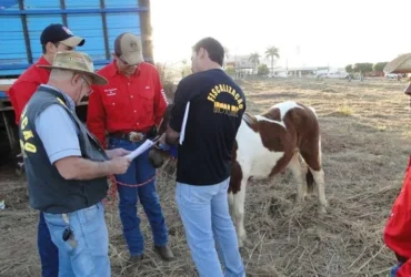 Veterinários devem fazer curso obrigatório em Mato Grosso para atuar em leilões, cavalgadas e outros eventos agropecuários