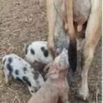 Leitões espertos dividem leite com bezerrinho e cena fofa conquista a internet