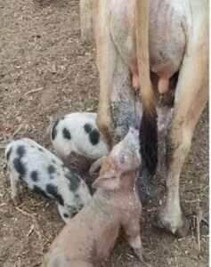 Leitões espertos dividem leite com bezerrinho e cena fofa conquista a internet