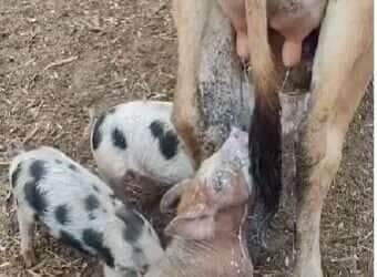 Leitões espertos dividem leite com bezerrinho e cena fofa conquista a internet