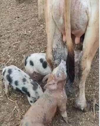 Leitões espertos dividem leite com bezerrinho e cena fofa conquista a internet