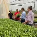 Mais de 12 estados serão beneficiados com as cultivares