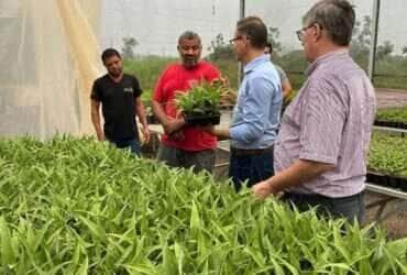 Mais de 12 estados serão beneficiados com as cultivares