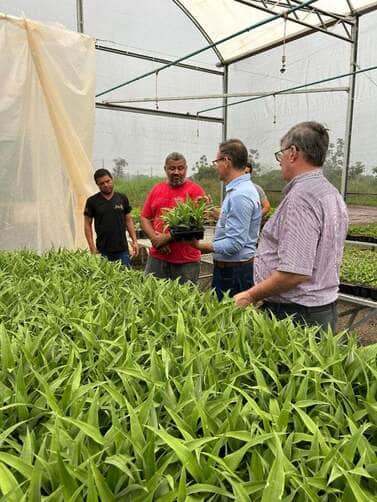 Mais de 12 estados serão beneficiados com as cultivares