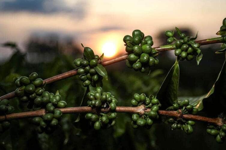 Mato Grosso desenvolve nanopartículas de café para uso farmacêutico e alimentício