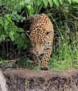 O mistério da onça do Rio Miranda: pegadas e o silêncio da floresta