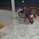 Felino selvagem foi flagrado por câmeras de segurança enquanto circulava pelo quintal antes de surpreender o cachorro