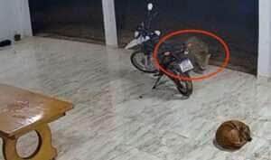 Felino selvagem foi flagrado por câmeras de segurança enquanto circulava pelo quintal antes de surpreender o cachorro