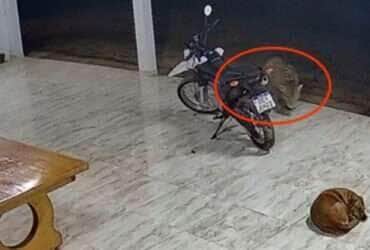 Felino selvagem foi flagrado por câmeras de segurança enquanto circulava pelo quintal antes de surpreender o cachorro