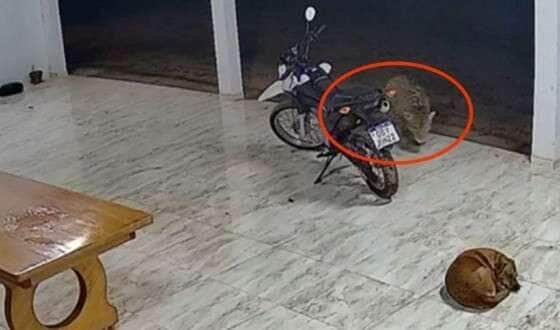 Felino selvagem foi flagrado por câmeras de segurança enquanto circulava pelo quintal antes de surpreender o cachorro