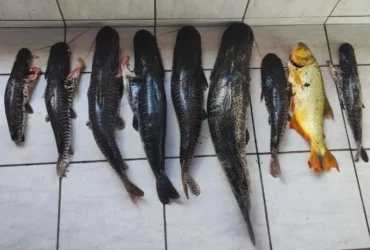 PM de Mato Grosso apreende 80kg de pescado ilegal em zona rural