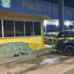 PRF apreende mais de 370 kg de drogas e fuzil escondidos em caminhão com gado em Cáceres