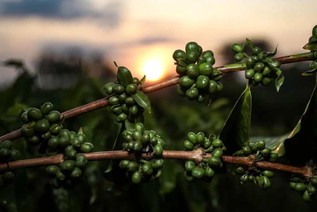 Pesquisa de Mato Grosso aponta potencial do café verde