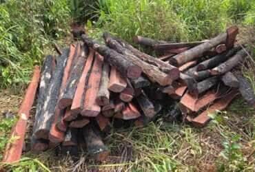 Policia de Confresa apreende 600 lascas de Pau Brasil e prende suspeito por crime ambiental -CenárioMT