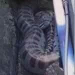 Sucuri gigante é encontrada em bueiro e surpreende moradores durante tentativa de resgate