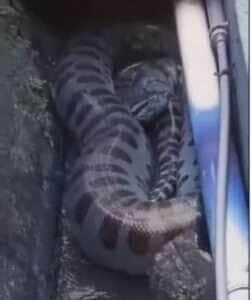 Sucuri gigante é encontrada em bueiro e surpreende moradores durante tentativa de resgate
